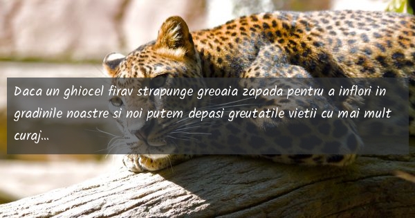 Citate despre viata - #3480